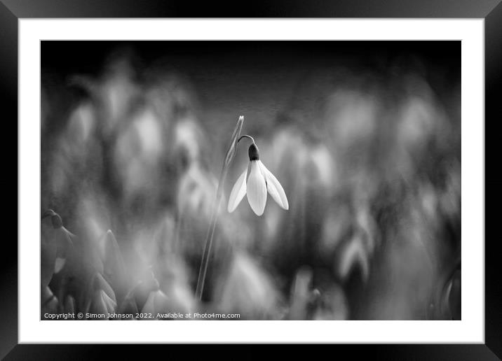 A close up of a  snowdrop in monochrome Framed Mounted Print by Simon Johnson