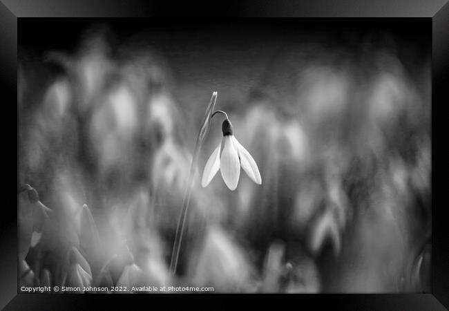 A close up of a  snowdrop in monochrome Framed Print by Simon Johnson