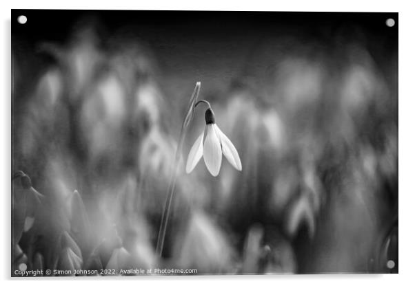 A close up of a  snowdrop in monochrome Acrylic by Simon Johnson