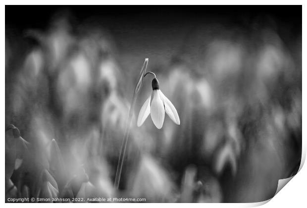 A close up of a  snowdrop in monochrome Print by Simon Johnson