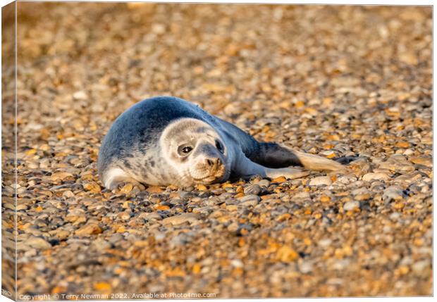 Adorable Seal Pup Basking in the Sun Canvas Print by Terry Newman