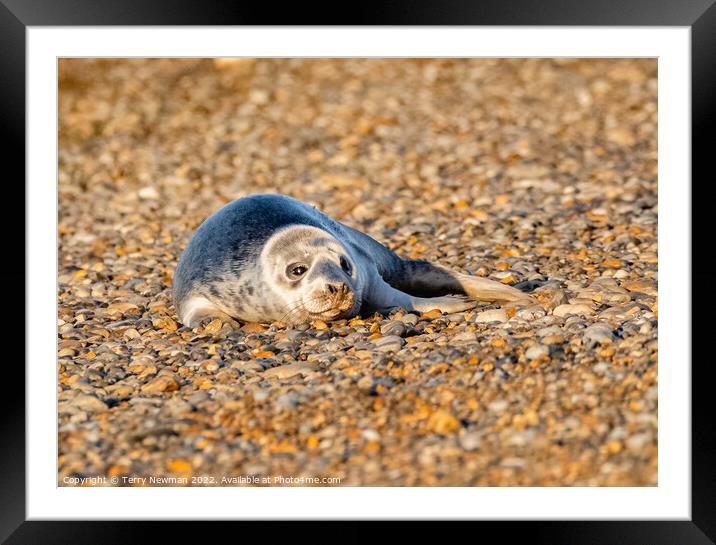 Adorable Seal Pup Basking in the Sun Framed Mounted Print by Terry Newman