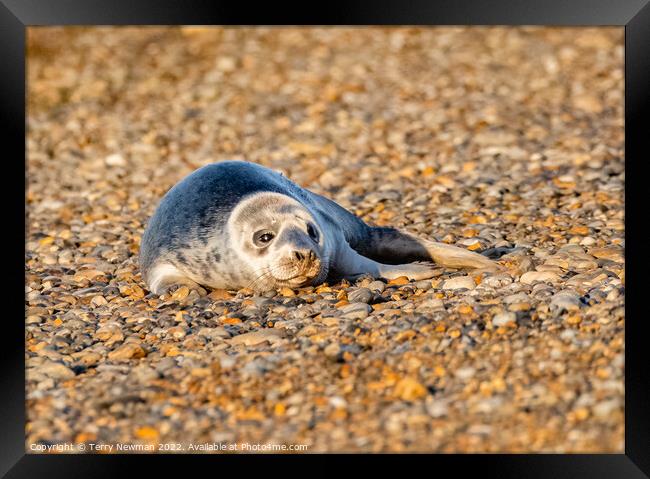 Adorable Seal Pup Basking in the Sun Framed Print by Terry Newman