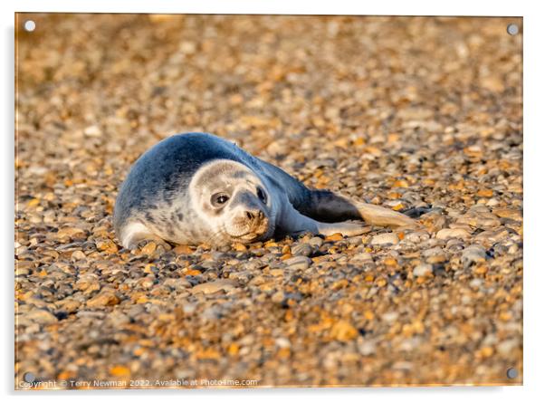 Adorable Seal Pup Basking in the Sun Acrylic by Terry Newman