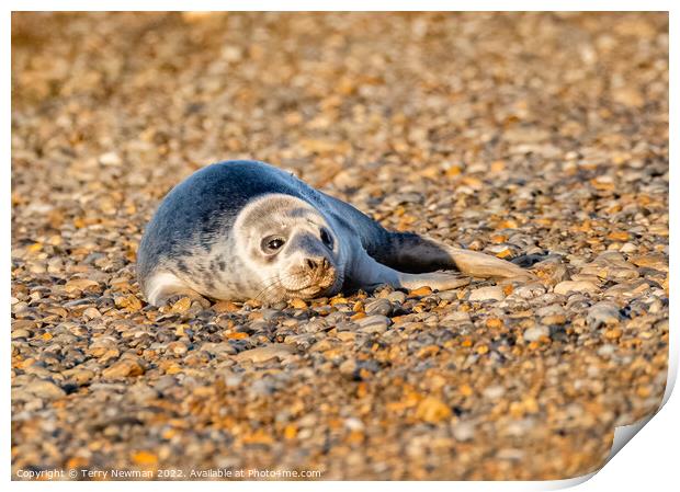 Adorable Seal Pup Basking in the Sun Print by Terry Newman