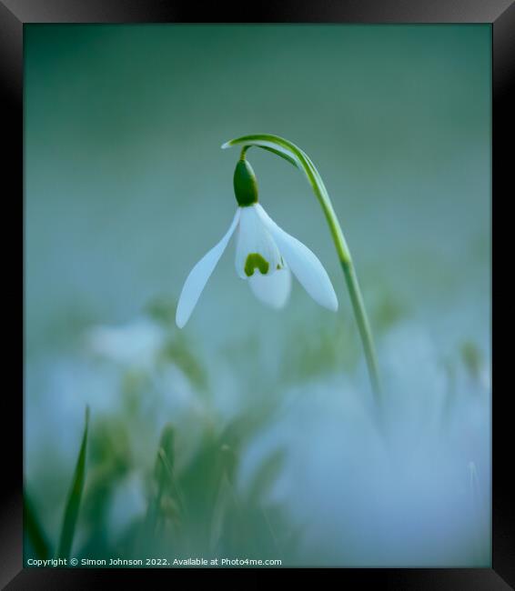 A close up of a  Snowdrop flower Framed Print by Simon Johnson