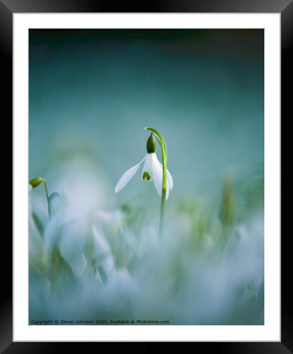 A close up of a  Snowdrop flower Framed Mounted Print by Simon Johnson