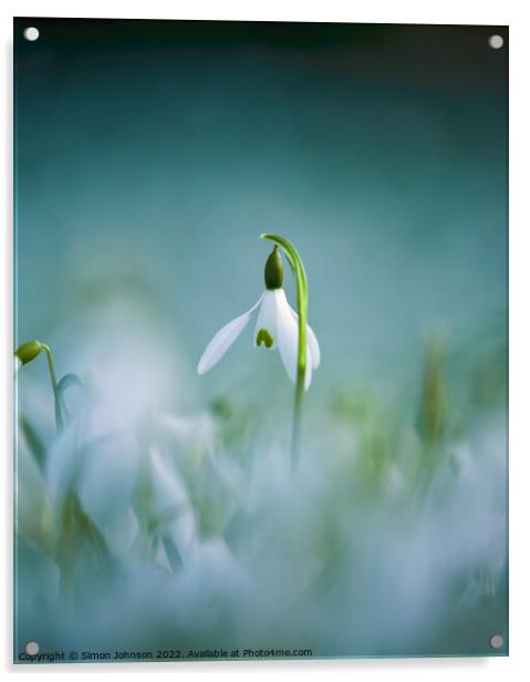A close up of a  Snowdrop flower Acrylic by Simon Johnson