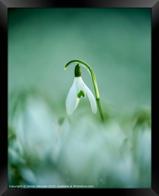 Erect Snowdrop Framed Print by Simon Johnson