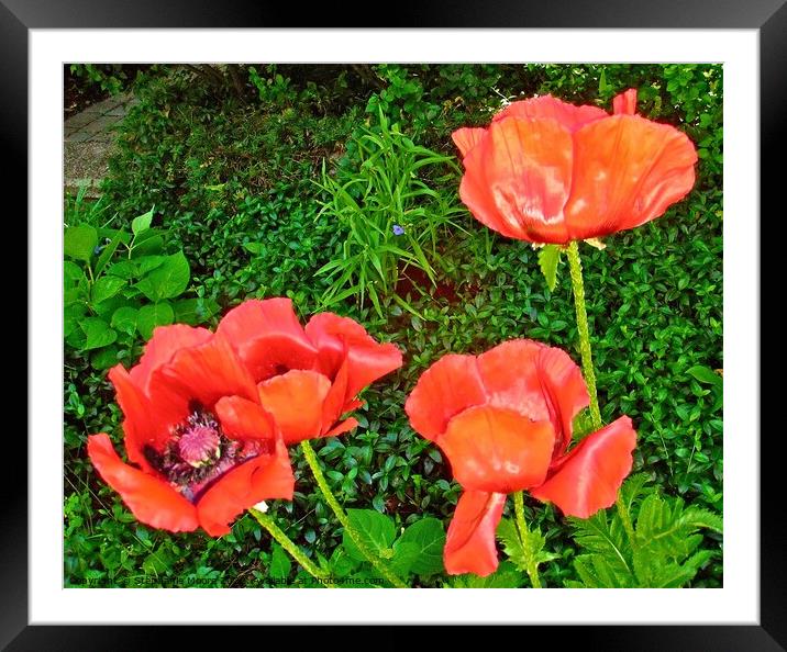Red Poppies Framed Mounted Print by Stephanie Moore