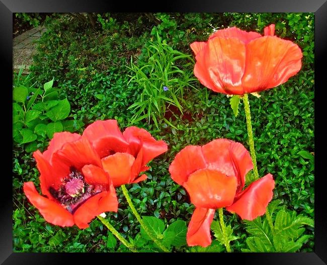 Red Poppies Framed Print by Stephanie Moore