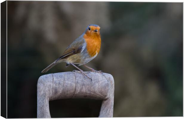 Majestic Robin on Wooden Perch Canvas Print by Alan Tunnicliffe