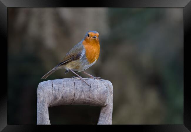 Majestic Robin on Wooden Perch Framed Print by Alan Tunnicliffe