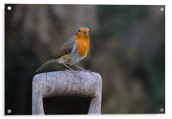 Majestic Robin on Wooden Perch Acrylic by Alan Tunnicliffe