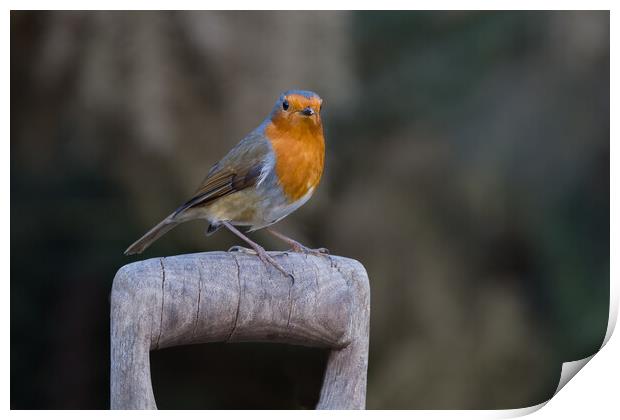 Majestic Robin on Wooden Perch Print by Alan Tunnicliffe