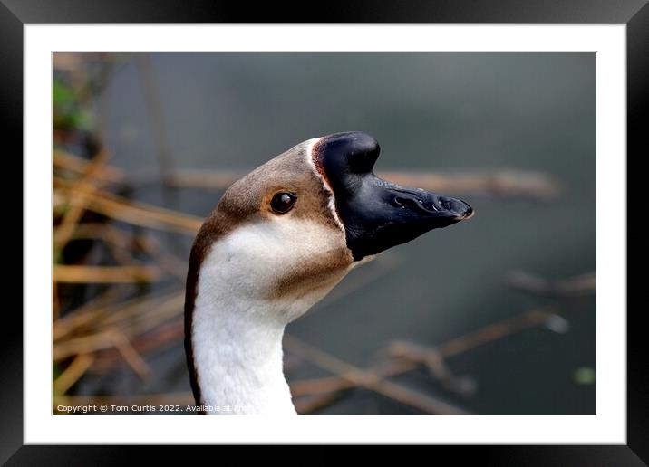 African Goose Framed Mounted Print by Tom Curtis