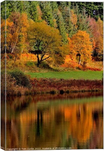 Dalby Forest North Yorkshire Canvas Print by Tom Curtis