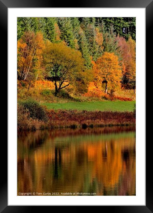 Dalby Forest North Yorkshire Framed Mounted Print by Tom Curtis