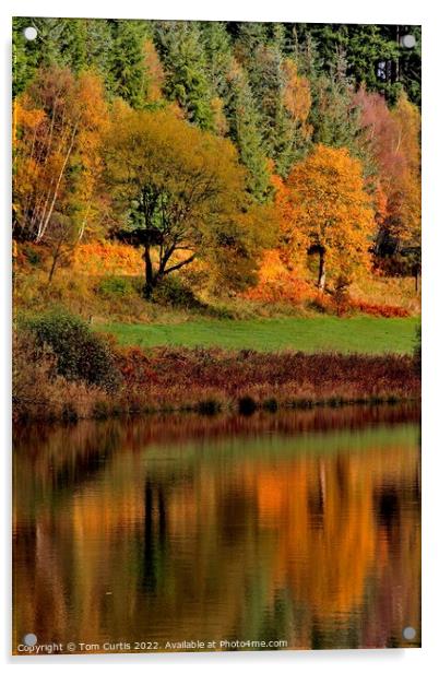 Dalby Forest North Yorkshire Acrylic by Tom Curtis