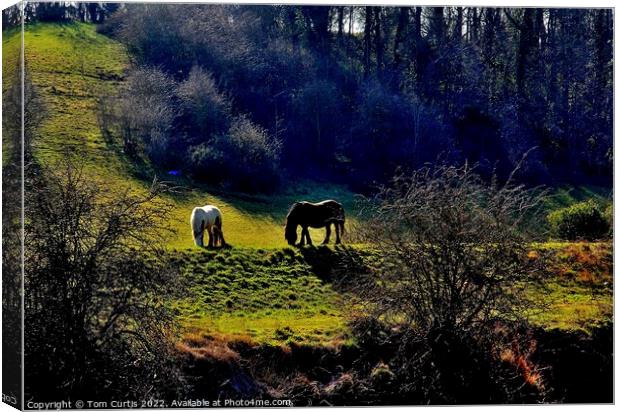 Horses Grazing in  a Glade Canvas Print by Tom Curtis
