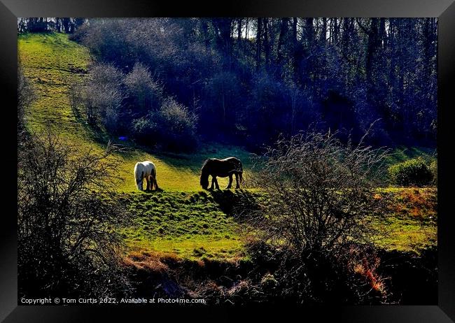 Horses Grazing in  a Glade Framed Print by Tom Curtis
