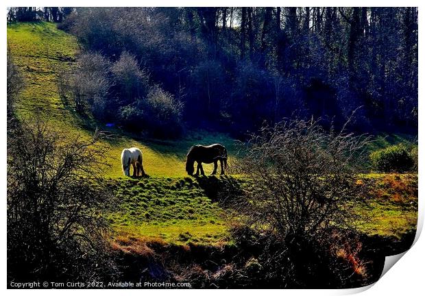 Horses Grazing in  a Glade Print by Tom Curtis