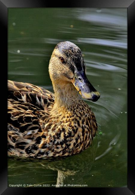 Mallard Duck Female Framed Print by Tom Curtis