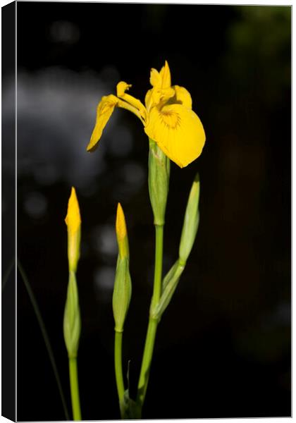 Yellow flag iris on a canal bank in Surrey Canvas Print by Gordon Dixon