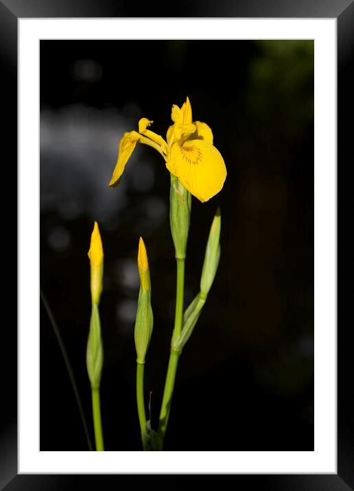 Yellow flag iris on a canal bank in Surrey Framed Mounted Print by Gordon Dixon