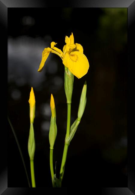 Yellow flag iris on a canal bank in Surrey Framed Print by Gordon Dixon