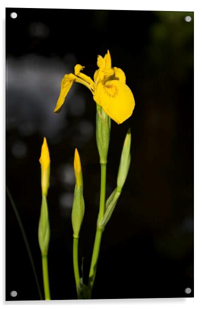 Yellow flag iris on a canal bank in Surrey Acrylic by Gordon Dixon