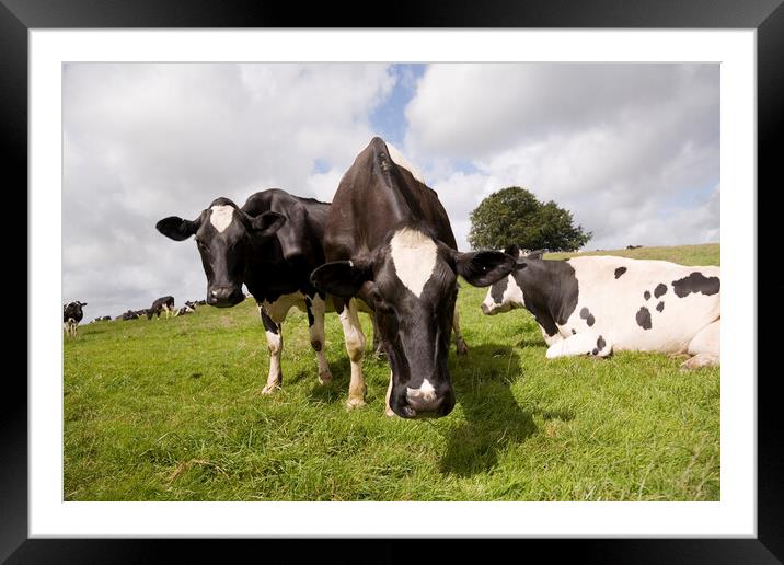 Curious black and white cows come close to the lens while grazing Framed Mounted Print by Gordon Dixon