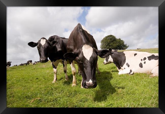Curious black and white cows come close to the lens while grazing Framed Print by Gordon Dixon