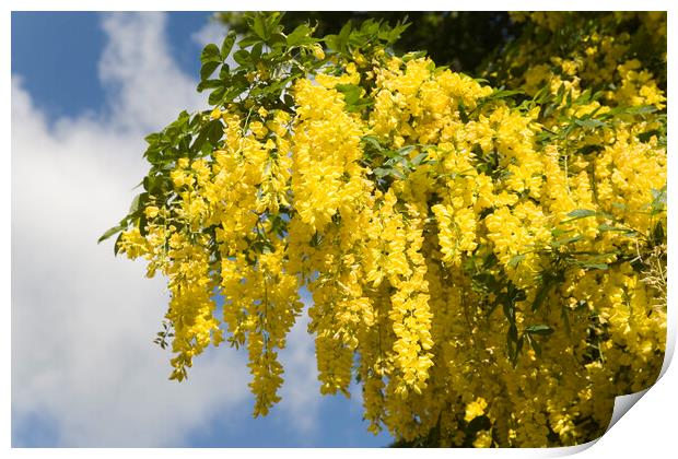 Yellow laburnum tree in full bloom in a Somerset village Print by Gordon Dixon