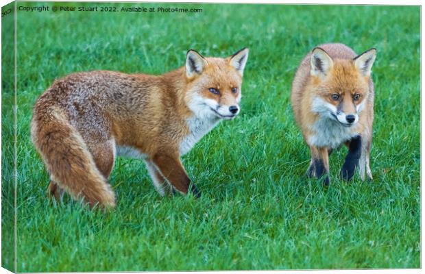 Two foxes standing in the grass looking for food Canvas Print by Peter Stuart