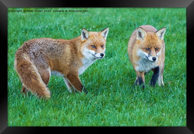 Two foxes standing in the grass looking for food Framed Print by Peter Stuart