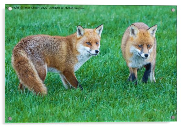 Two foxes standing in the grass looking for food Acrylic by Peter Stuart