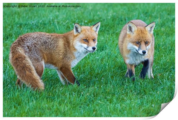 Two foxes standing in the grass looking for food Print by Peter Stuart