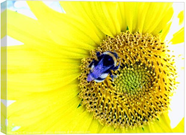 Bumble Bee on Sunflower  Canvas Print by Nick Edwards