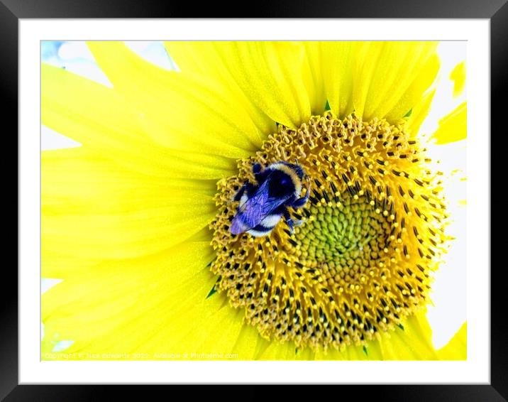 Bumble Bee on Sunflower  Framed Mounted Print by Nick Edwards