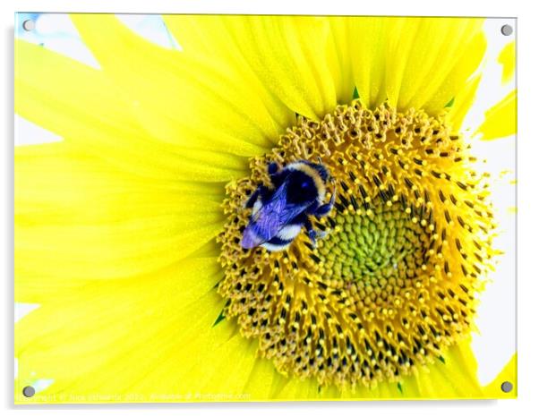 Bumble Bee on Sunflower  Acrylic by Nick Edwards
