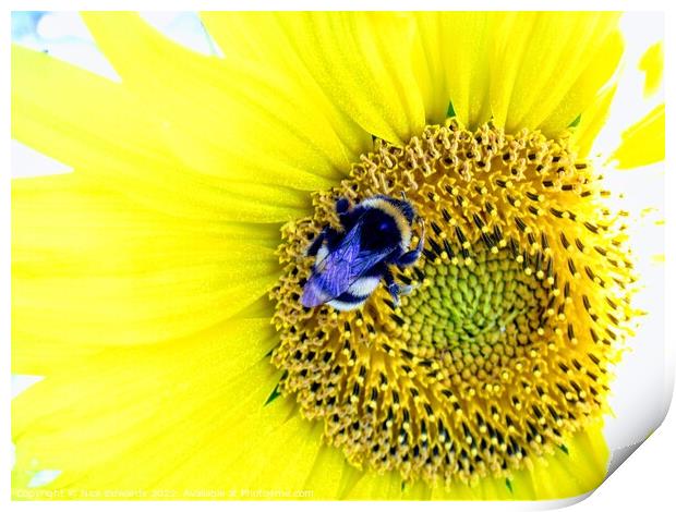 Bumble Bee on Sunflower  Print by Nick Edwards