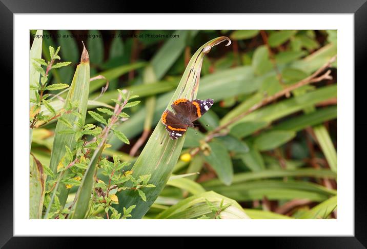 Red admiral butterfly on a leaf Framed Mounted Print by aurélie le moigne