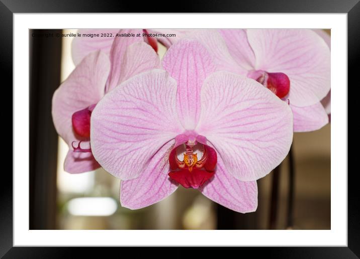 Pink orchid flowers Framed Mounted Print by aurélie le moigne
