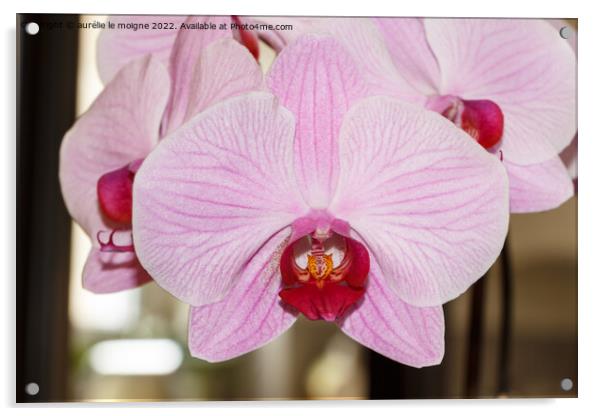 Pink orchid flowers Acrylic by aurélie le moigne