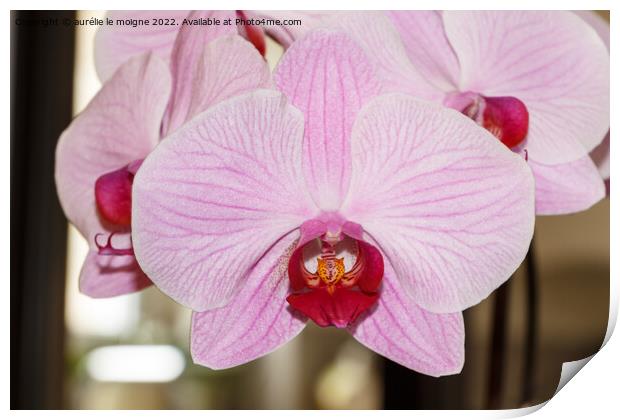Pink orchid flowers Print by aurélie le moigne