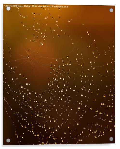 Web of Tear Drops Acrylic by Nigel Hatton