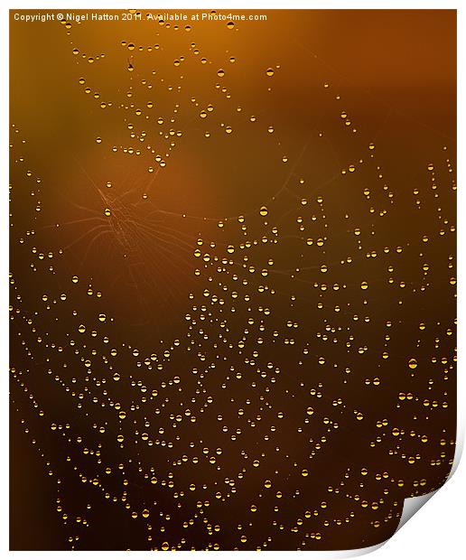 Web of Tear Drops Print by Nigel Hatton