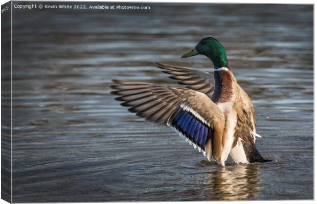 Male Mallard showing off his colours Canvas Print by Kevin White