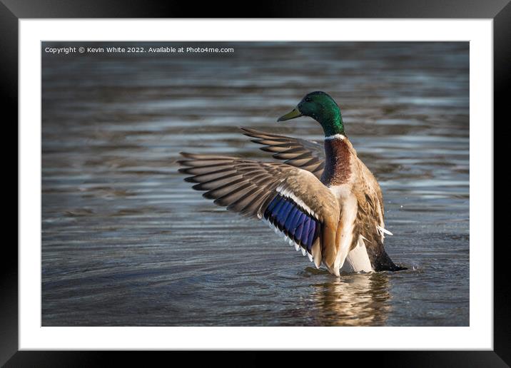 Male Mallard showing off his colours Framed Mounted Print by Kevin White